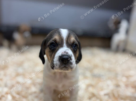 Beagle puppies