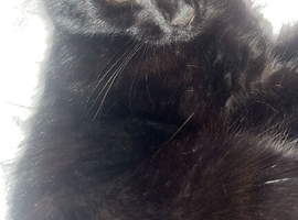 2 beautiful cats looking for a new hime