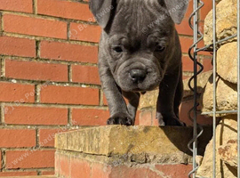 Beautiful staffy Puppies