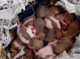 Baby rats liverpool