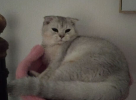 Scottish fold girl 7 months