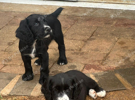 2 Sprocker spaniel bitches available