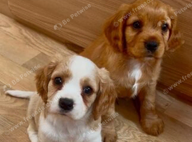 ADORABLE FAMILY RAISED KING CHARLES CAVALIER PUPPIES
