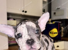 French bulldog x pocket bully