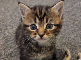3 beautiful kittens