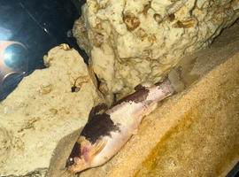 2x bumblebee catfish