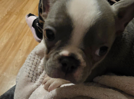 Amazing panda French bulldog