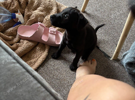 Patterdale dog
