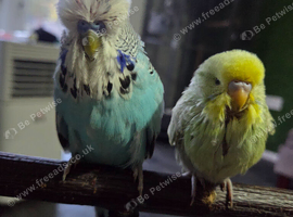 Examination budgie