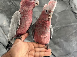 Friendly Baby Handreared Super Tame Cuddly Galah Cockatoo Parrot,15