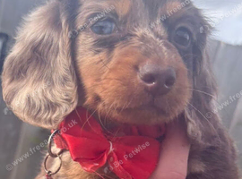 Miniature Dachshund girls