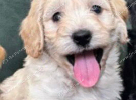 Gorgeous champagne boy Cockapoo puppy