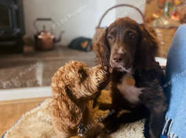 Responsible and fun loving dog walker required for two cheeky chappies in St. Ives, Cornwall