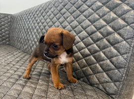 Pug X puppy