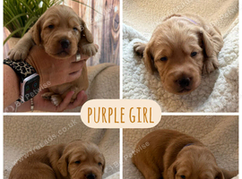 Adorable double doodle puppies for sale