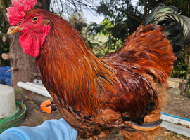 Cockerel 1 year old