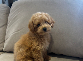 MINIATURE POODLE GIRL