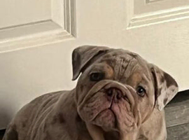 Lilac and tan merle girl English bulldog