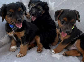 Jack Russell terrier puppy&rsquo;s