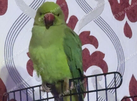 Indian ring neck