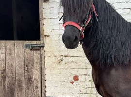 Romeo - 14.2 sec d gelding