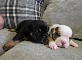 2 beautiful British bulldog cross pups