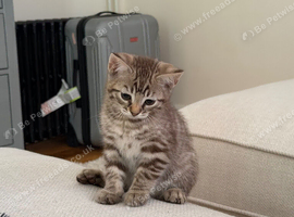 Beautiful Bengal x kittens