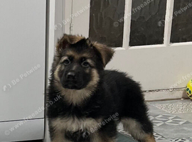 Gorgeous pure German Shepherd puppies
