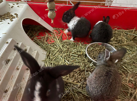 Baby rabbits mixed sex