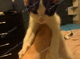 Kitten black and white girl 8 weeks old