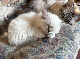 Pure Ragdoll kittens for sale