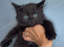 Urgent 1 black kitten