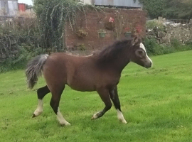 Welsh Section A Filly Foal.