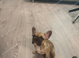 French Bulldog pups