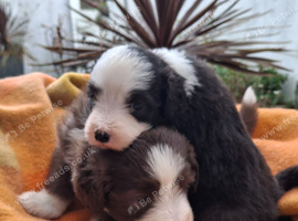 Two little beauties