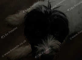 Cockapoo puppy