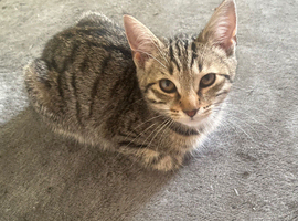 Last kitten available
