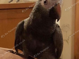 African grey parrot good talker inc cage all toys