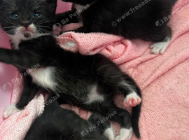 5 beautiful tuxedo kittens!