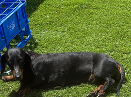 Dachshund