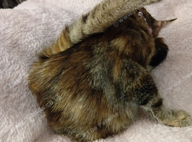 Tabby cat for sale