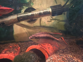 Pair of Rainbow Kribs