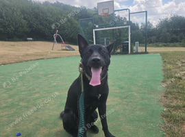 9 month belgian malinois