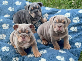 KC English bulldogs