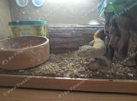 Gecko