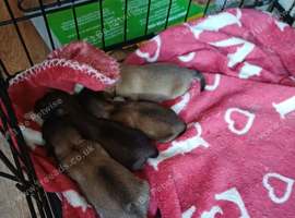 Shih-tzu / Pomchi cross pups needing a forever home