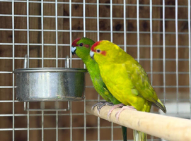 Kakariki parrot