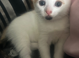 Ready for her fur ever home