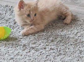 3 kittens ready now
