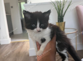 X2 kittens for sale